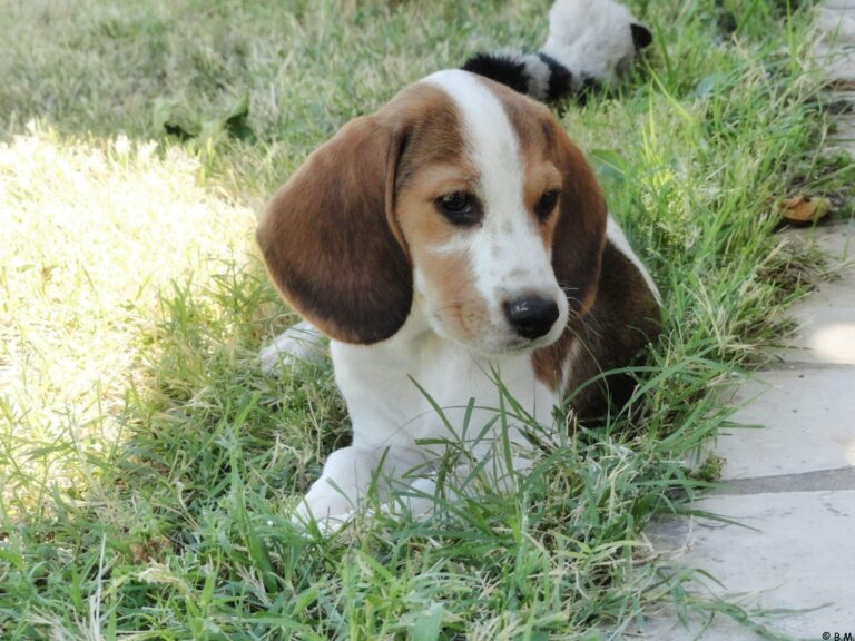 beagle