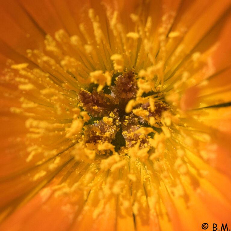 macro